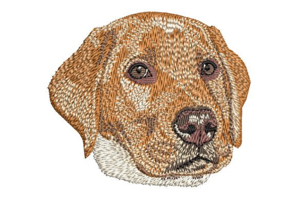 Red Fox Labrador Retriever Puppy Review